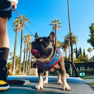 Odd Future x Fresh Pawz | Adjustable Mesh Harness